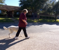K-9 Kontrol - San Antonio Dog Training Heel