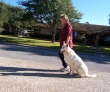 K-9 Kontrol - San Antonio Dog Training sit
