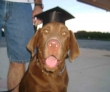K-9 Kontrol - San Antonio Dog Training graduation